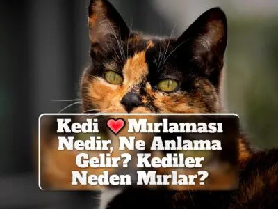 Kedi Mırlaması Nedir, Ne Anlama Gelir? Kediler Neden Mırlar?