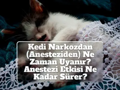 Kedi Narkozdan (Anesteziden) Ne Zaman Uyanır? Anestezi Etkisi Ne Kadar Sürer?