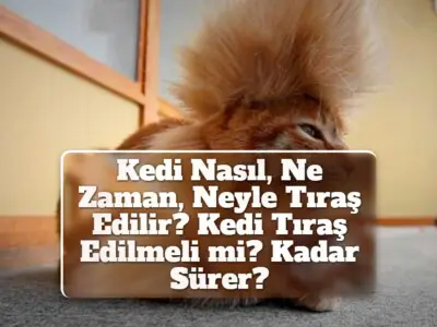 Kedi Nasıl, Ne Zaman, Neyle Tıraş Edilir? Kedi Tıraş Edilmeli mi? Kadar Sürer?