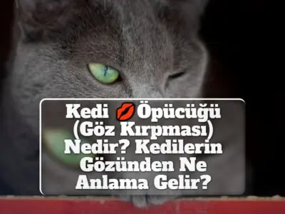 Kedi Öpücüğü (Göz Kırpması) Nedir? Kedilerin Gözünden Ne Anlama Gelir?