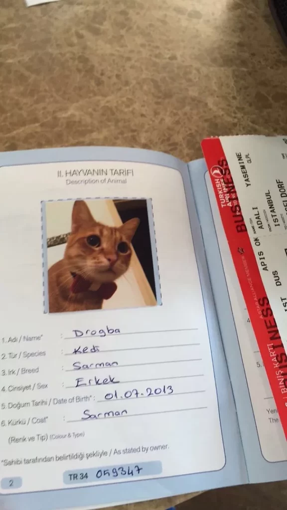 Kedi Pasaportu: Nereden Alınır? Kaç Lira? Ne İşe Yarar? Zorunlu Mu?