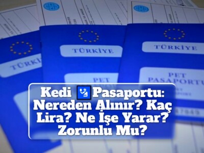 Kedi Pasaportu: Nereden Alınır? Kaç Lira? Ne İşe Yarar? Zorunlu Mu?