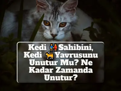 Kedi Sahibini, Kedi Yavrusunu Unutur Mu? Ne Kadar Zamanda Unutur?