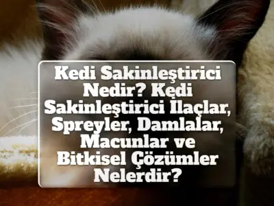 Kedi Sakinleştirici Nedir? Kedi Sakinleştirici İlaçlar, Spreyler, Damlalar, Macunlar ve Bitkisel Çözümler Nelerdir?