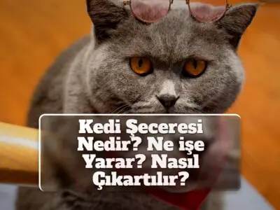 Kedi Şeceresi Nedir? Ne işe Yarar? Nasıl Çıkartılır? [TÜM DETAYLAR]