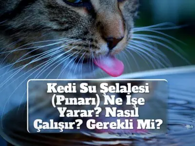 Kedi Su Şelalesi (Pınarı) Ne İşe Yarar? Nasıl Çalışır? Gerekli Mi?