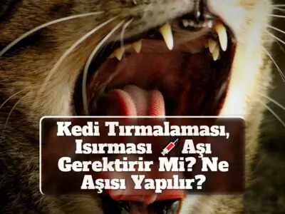 Kedi Tırmalaması, Isırması Aşı Gerektirir Mi? Ne Aşısı Yapılır?