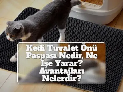 Kedi Tuvalet Önü Paspası Nedir, Ne İşe Yarar? Avantajları Nelerdir?