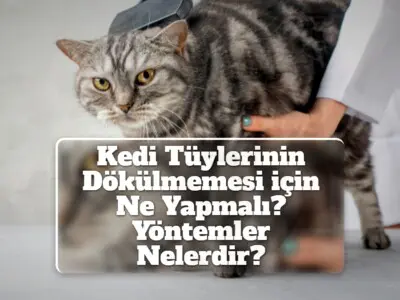 Kedi Tüylerinin Dökülmemesi için Ne Yapmalı? Yöntemler Nelerdir?