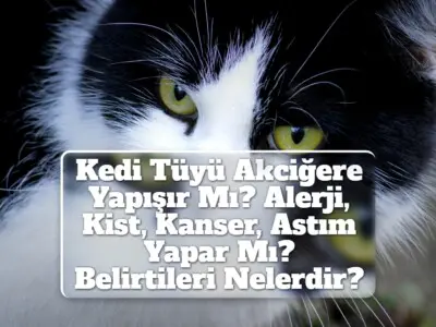 Kedi Tüyü Akciğere Yapışır Mı? Alerji, Kist, Kanser, Astım Yapar Mı? Belirtileri Nelerdir?