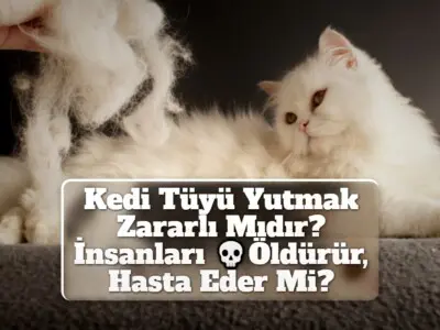 Kedi Tüyü Yutmak Zararlı Mıdır? İnsanları Öldürür, Hasta Eder Mi?