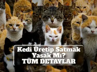 Kedi Üretip Satmak Yasak Mı? [TÜM DETAYLAR]