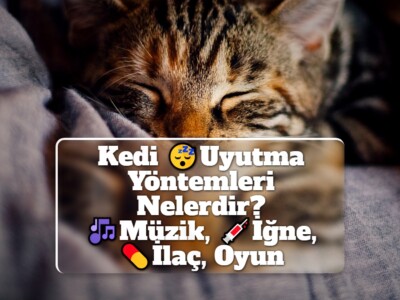 Kedi Uyutma Yöntemleri Nelerdir? (Müzik, İğne, İlaç, Oyun)