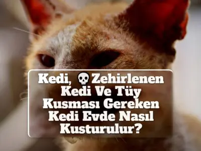 Kedi, Zehirlenen Kedi Ve Tüy Kusması Gereken Kedi Evde Nasıl Kusturulur?