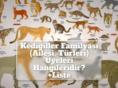 Kedigiller Familyası (Ailesi, Türleri) Üyeleri Hangileridir? [+Liste]