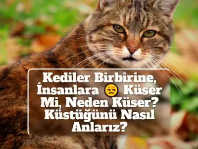 Kediler Birbirine, İnsanlara Küser Mi, Neden Küser? Küstüğünü Nasıl Anlarız?