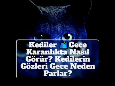 Kediler Gece Karanlıkta Nasıl Görür? Kedilerin Gözleri Gece Neden Parlar?