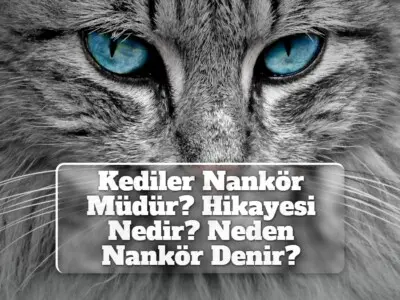 Kediler Nankör Müdür? Hikayesi Nedir? Neden Nankör Denir?