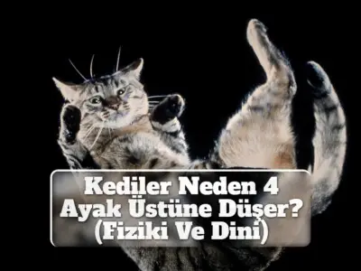 Kediler Neden 4 Ayak Üstüne Düşer? (Fiziki Ve Dini)