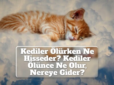 Kediler Ölürken Ne Hisseder? Kediler Ölünce Ne Olur, Nereye Gider?