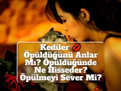 Kediler Öpüldüğünü Anlar Mı? Öpüldüğünde Ne Hisseder? Öpülmeyi Sever Mi?