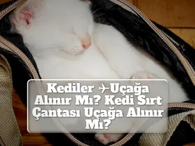 Kediler Uçağa Alınır Mı? Kedi Sırt Çantası Uçağa Alınır Mı?