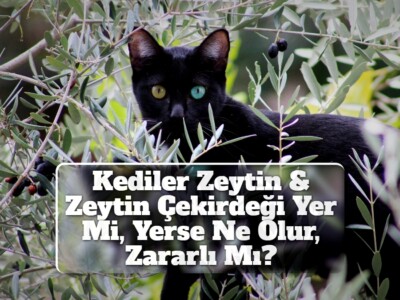 Kediler Zeytin & Zeytin Çekirdeği Yer Mi, Yerse Ne Olur, Zararlı Mı?