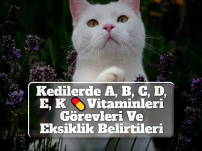 Kedilerde A, B, C, D, E, K Vitaminleri Görevleri Ve Eksiklik Belirtileri