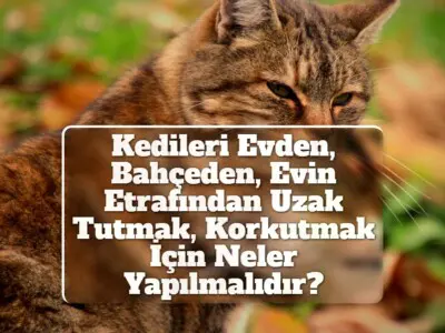 Kedileri Evden, Bahçeden, Evin Etrafından Uzak Tutmak, Korkutmak İçin Neler Yapılmalıdır?