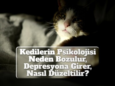 Kedilerin Psikolojisi Neden Bozulur, Depresyona Girer, Nasıl Düzeltilir?