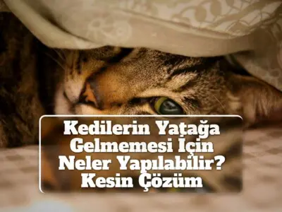 Kedilerin Yatağa Gelmemesi İçin Neler Yapılabilir? [Kesin Çözüm]