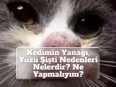 Kedimin Yanağı, Yüzü Şişti Nedenleri Nelerdir? Ne Yapmalıyım?