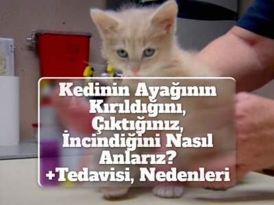 Kedinin Ayağının Kırıldığını, Çıktığınız, İncindiğini Nasıl Anlarız? [+Tedavisi, Nedenleri]