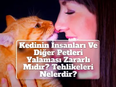 Kedinin İnsanları Ve Diğer Petleri Yalaması Zararlı Mıdır? Tehlikeleri Nelerdir?