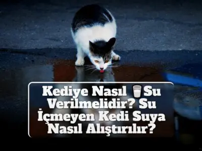 Kediye Nasıl Su Verilmelidir? Su İçmeyen Kedi Suya Nasıl Alıştırılır?