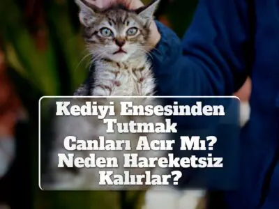 Kediyi Ensesinden Tutmak [Canları Acır Mı? Neden Hareketsiz Kalırlar?]