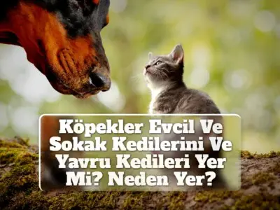 Köpekler Evcil Ve Sokak Kedilerini Ve Yavru Kedileri Yer Mi? Neden Yer?