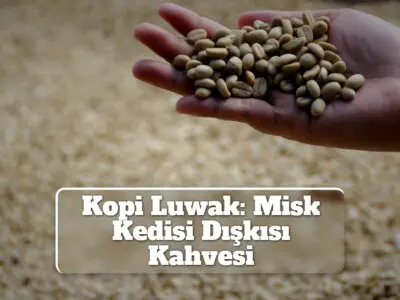 Kopi Luwak: Misk Kedisi Dışkısı Kahvesi