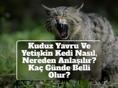 Kuduz Yavru Ve Yetişkin Kedi Nasıl, Nereden Anlaşılır? Kaç Günde Belli Olur?