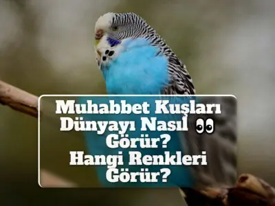 Muhabbet Kuşları Dünyayı Nasıl Görür? Hangi Renkleri Görür?