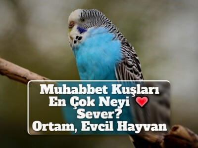 Muhabbet Kuşları En Çok Neyi Sever? [Ortam, Evcil Hayvan]