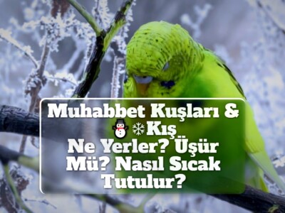 Muhabbet Kuşları & Kış [Ne Yerler? Üşür Mü? Nasıl Sıcak Tutulur?]