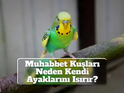 Muhabbet Kuşları Neden Kendi Ayaklarını Isırır?