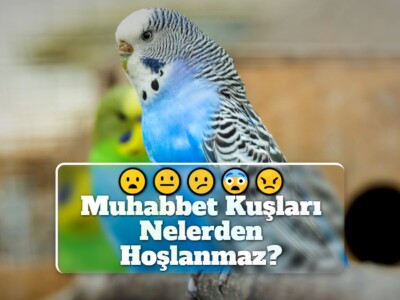 Muhabbet Kuşları Nelerden Hoşlanmaz?