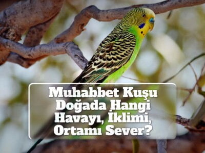 Muhabbet Kuşu Doğada Hangi Havayı, İklimi, Ortamı Sever?