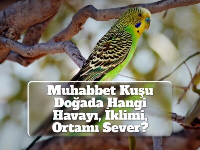 Muhabbet Kuşu Doğada Hangi Havayı, İklimi, Ortamı Sever?