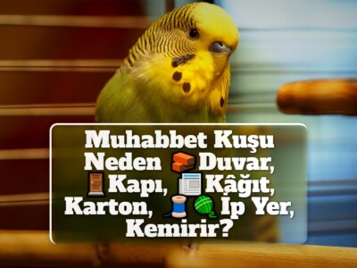 Muhabbet Kuşu Neden Duvar, Kapı, Kâğıt, Karton, İp Yer, Kemirir?