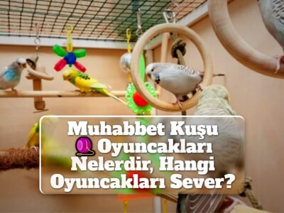 Muhabbet Kuşu Oyuncakları Nelerdir, Hangi Oyuncakları Sever?