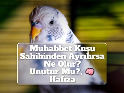 Muhabbet Kuşu Sahibinden Ayrılırsa Ne Olur? [Unutur Mu?, Hafıza]