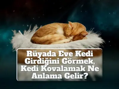 Rüyada Eve Kedi Girdiğini Görmek, Kedi Kovalamak Ne Anlama Gelir?